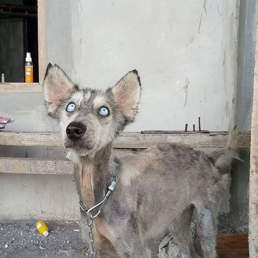 Una historia conmovedora de rescate de perros en Bali