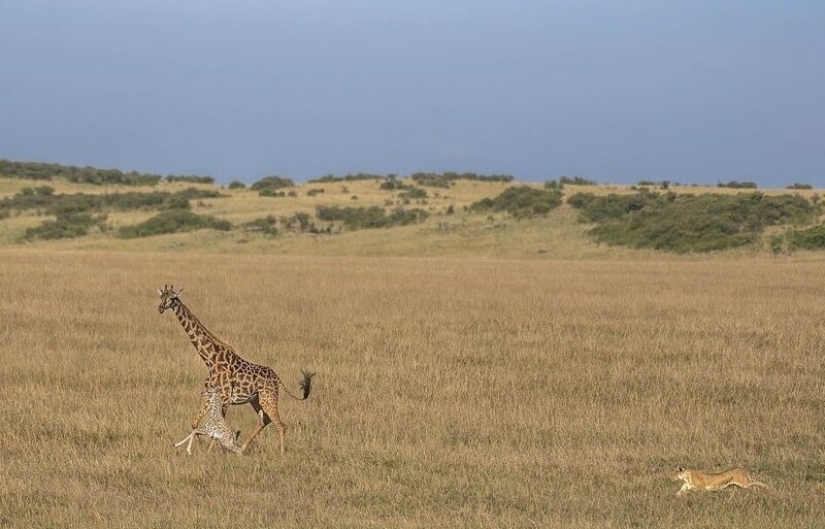 Una lucha a muerte: las mujeres jirafa está tratando de salvar a su bebé de una leona