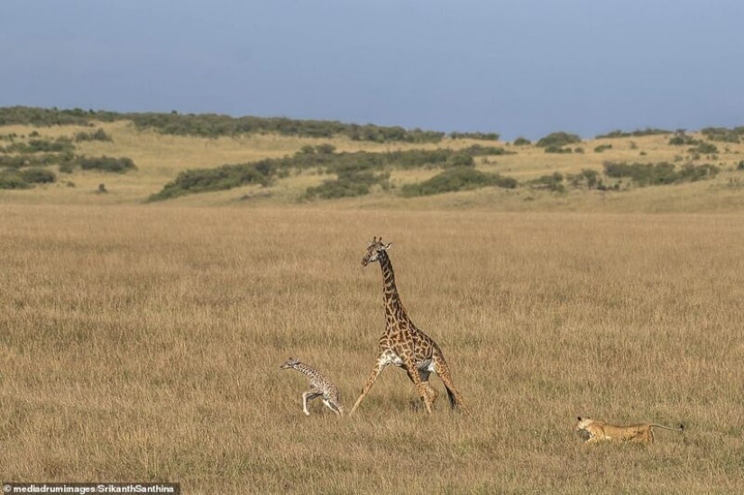 Una lucha a muerte: las mujeres jirafa está tratando de salvar a su bebé de una leona