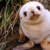 Unbearably cute baby animals that will make your day better