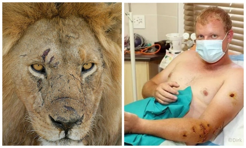 Unequal battle: wild Explorer to survive the attack of a hungry lion in Botswana