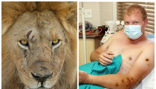 Unequal battle: wild Explorer to survive the attack of a hungry lion in Botswana