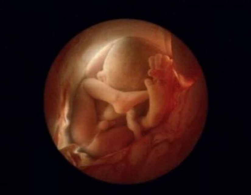 Unique footage from conception to birth