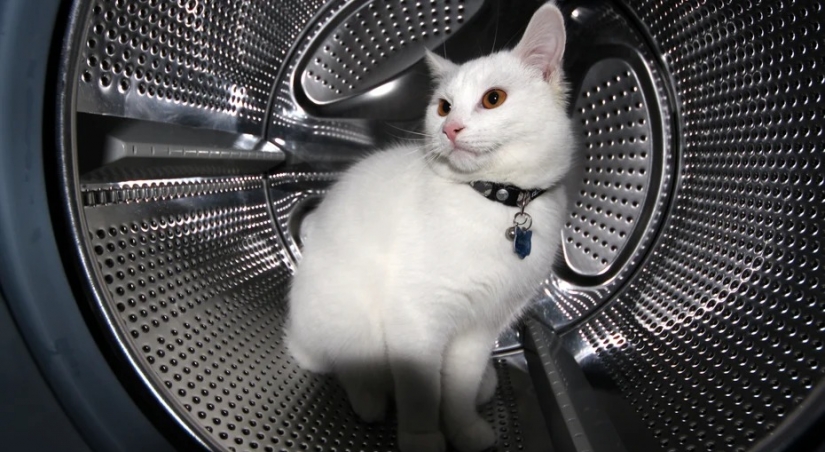 Used three of nine lives: the cat spent 12 horrible minutes in the dryer