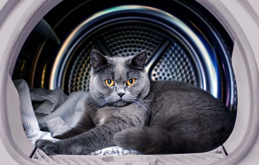 Utiliza tres de los nueve vidas: el gato pasó 12 horrible minutos en la secadora.