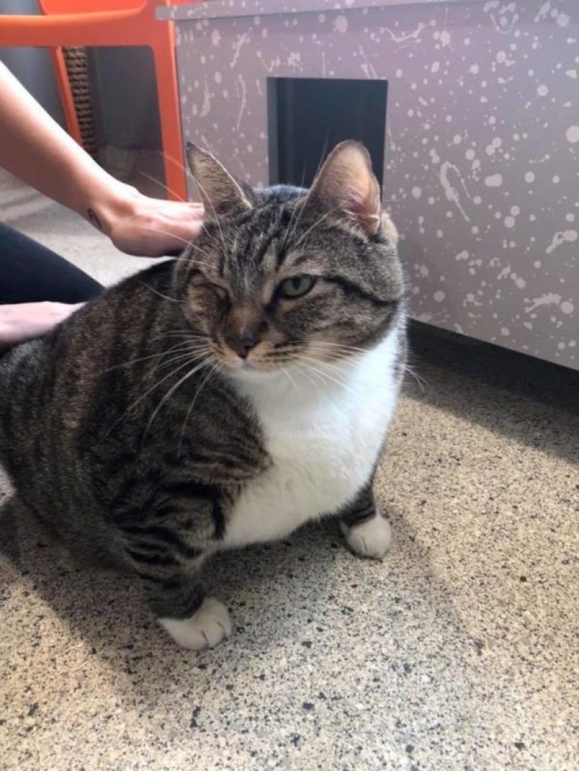 Very fat cat Donut found a new family after the hostess handed him to the shelter