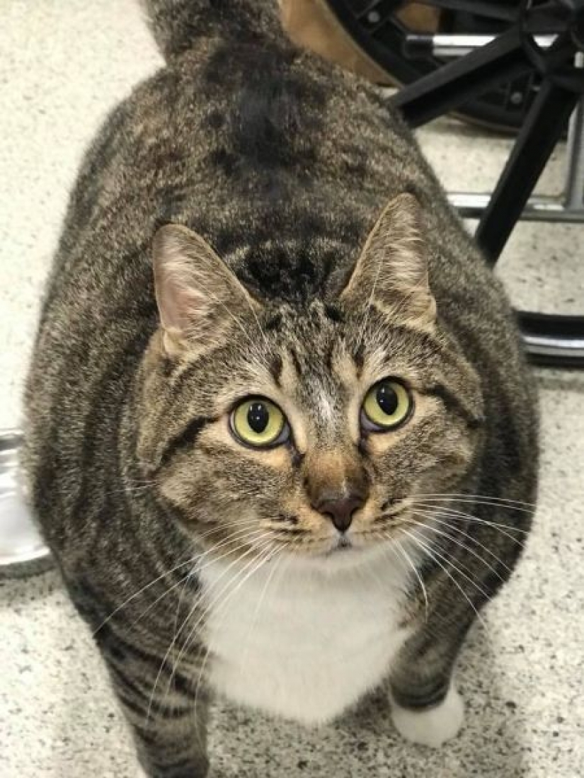 Very fat cat Donut found a new family after the hostess handed him to the shelter