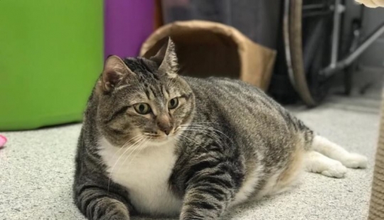 Very fat cat Donut found a new family after the hostess handed him to the shelter