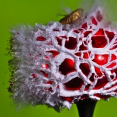 Volar... el cerebro!