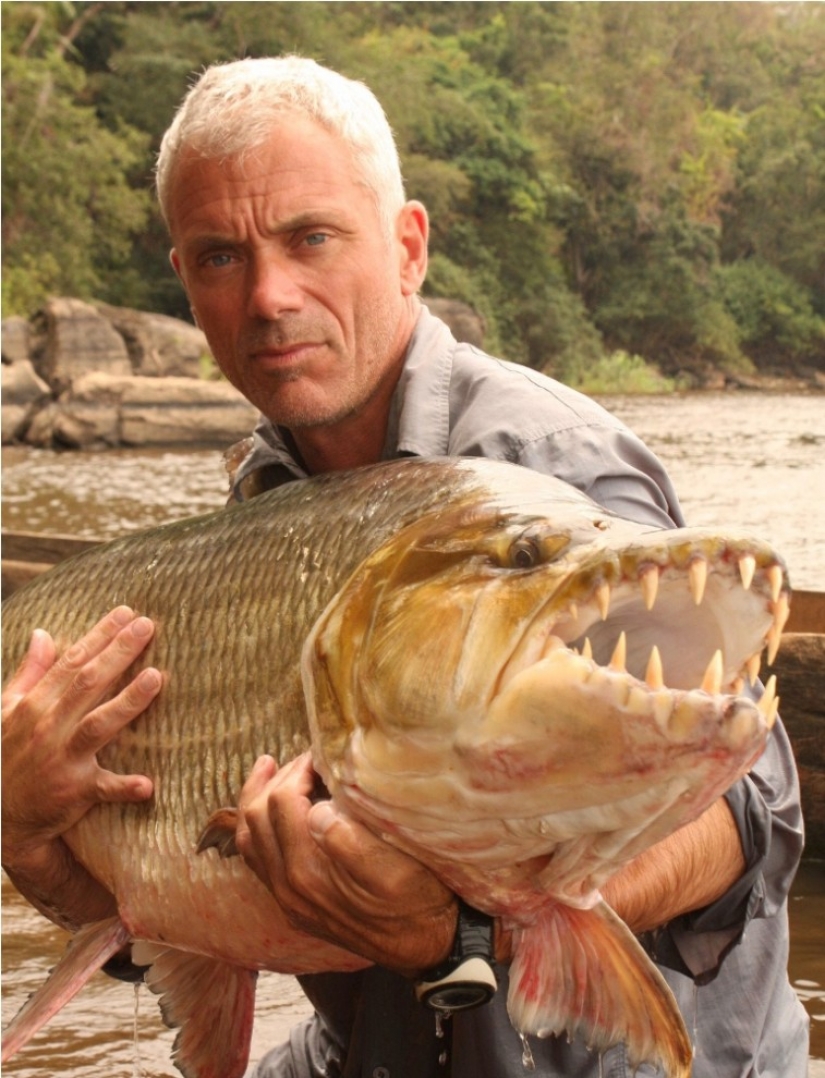 Water monster from Africa — tiger fish Goliath