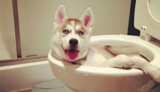 What the dog, when the owners are not home