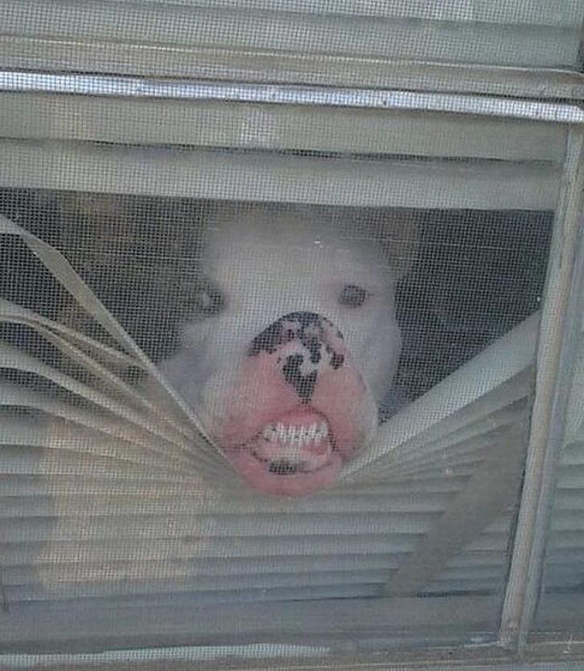 What the dog, when the owners are not home
