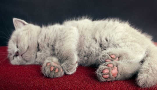 What's the cat's paw? The network is the cutest flash mob of the year