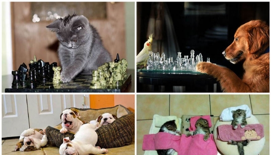 Why cats are better than dogs