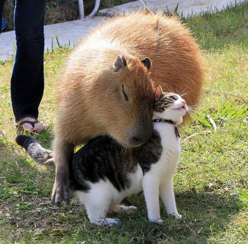 Why do all animals like a capybara