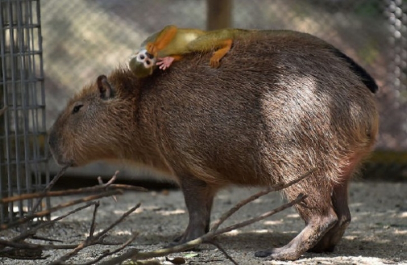 Why do all animals like a capybara