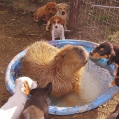 Why do all animals like a capybara