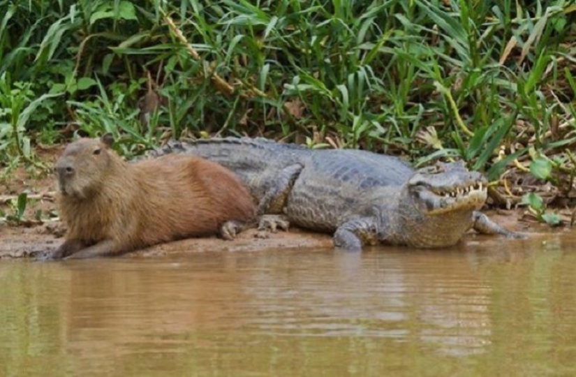 Why do all animals like a capybara