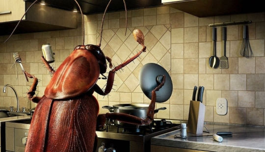 Why on a giant farm in China bred six billion cockroaches in a year