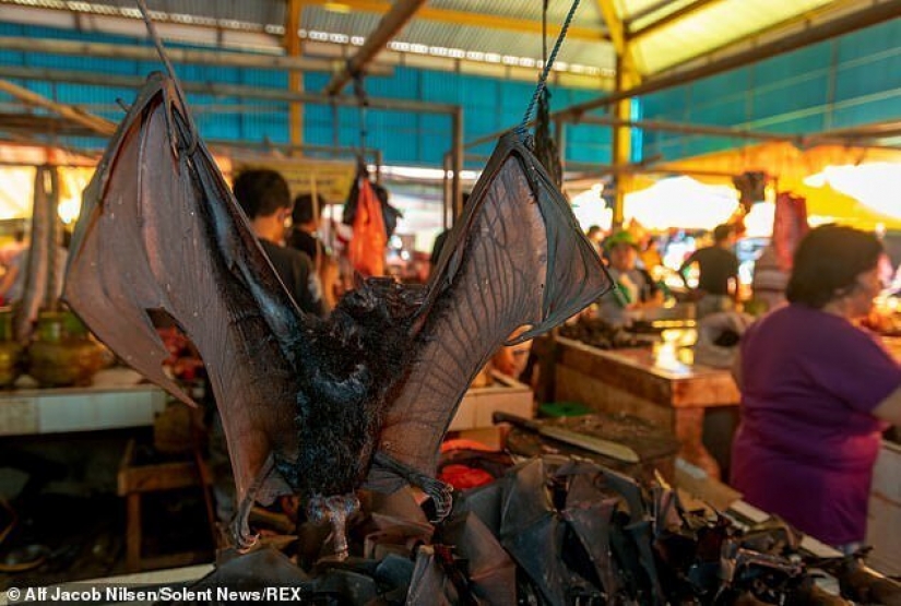 Wild meat: in Indonesia have found a market with bats and rats