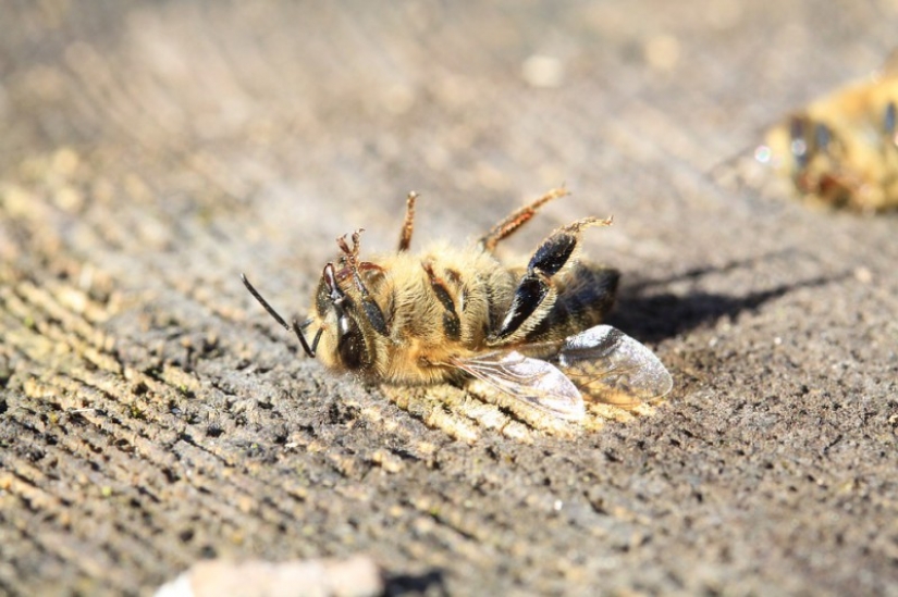 Without honey and fruit: what happens when, in 2035, will die all the bees