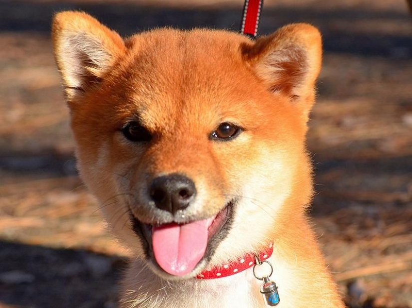 Wonderful dog breed Shiba inu