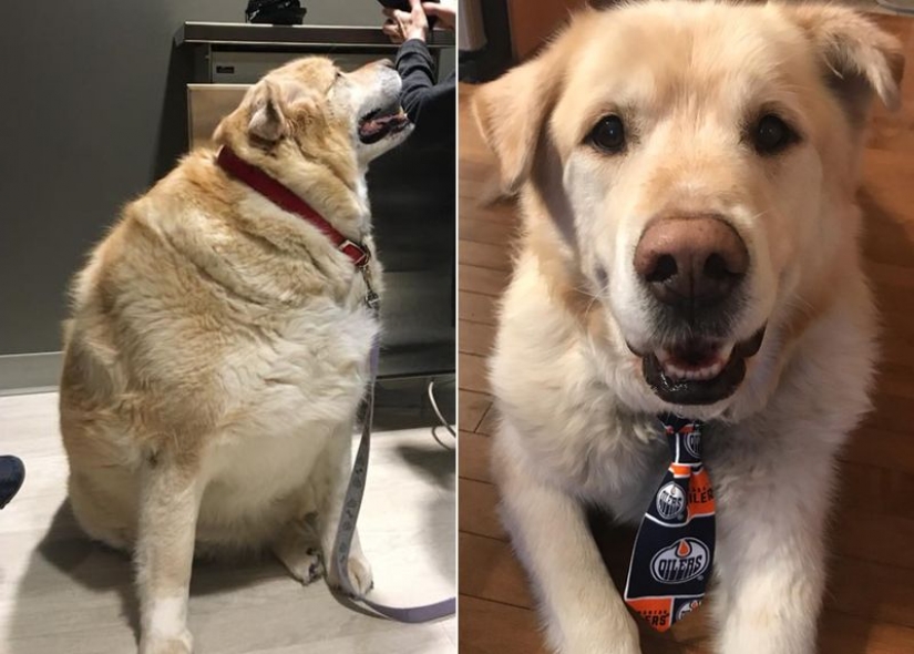 Wonderful story of the rescue fat Retriever named Kai