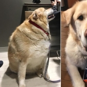 Wonderful story of the rescue fat Retriever named Kai