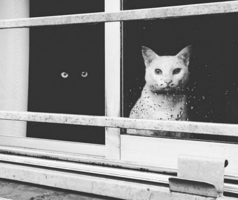 Yin and Yang: black and white cats that look so perfect that they seem in one piece