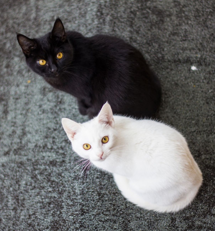 Yin and Yang: black and white cats that look so perfect that they seem in one piece