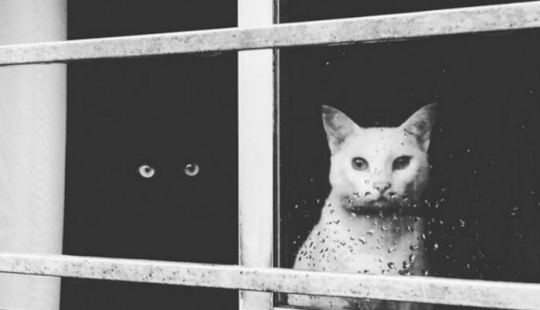 Yin and Yang: black and white cats that look so perfect that they seem in one piece