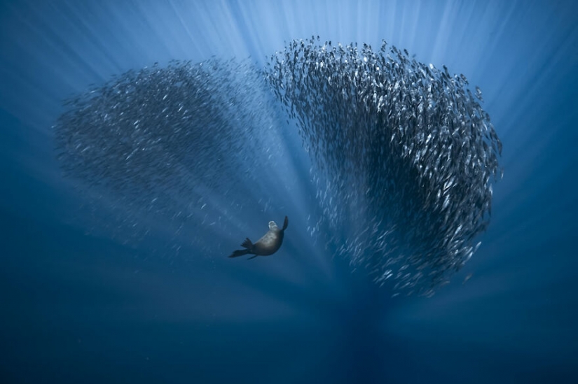 10 amazing underwater images from the finalists of the Ocean Photography Awards 2021