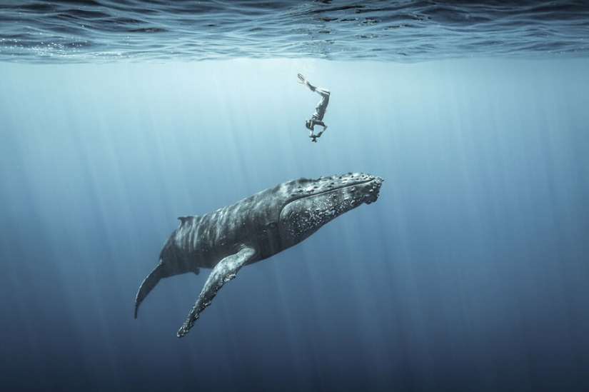10 amazing underwater images from the finalists of the Ocean Photography Awards 2021