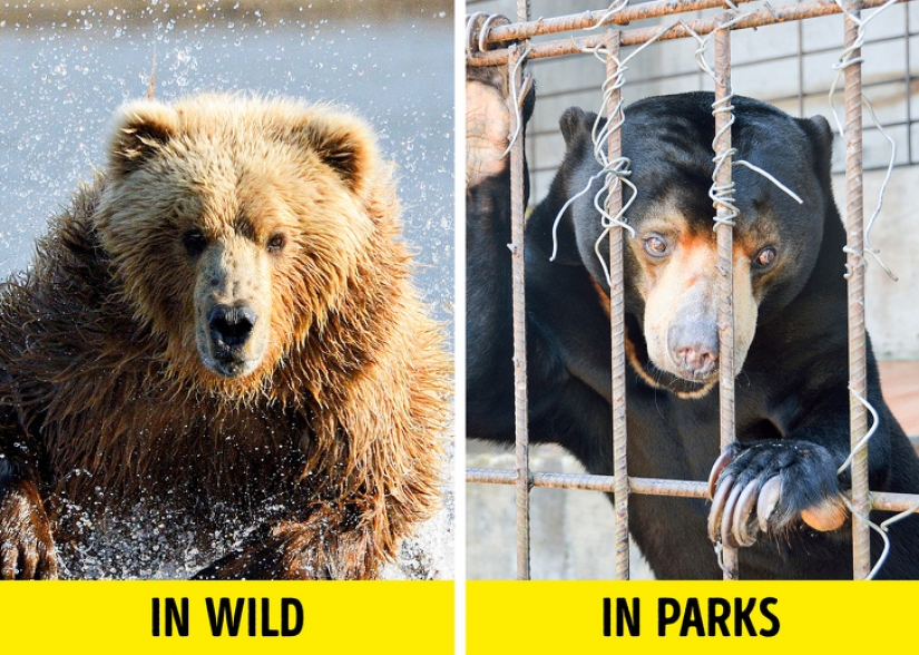 10 atracciones turísticas populares crueles con los animales