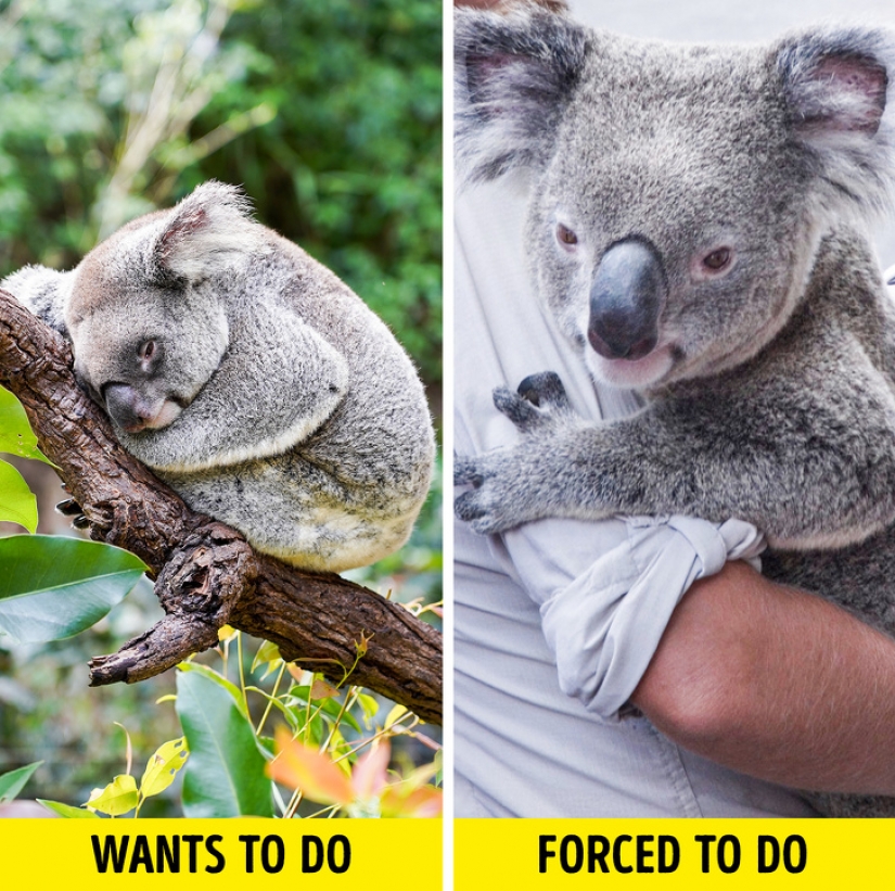 10 atracciones turísticas populares crueles con los animales