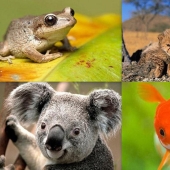 10 completely erroneous facts about animals