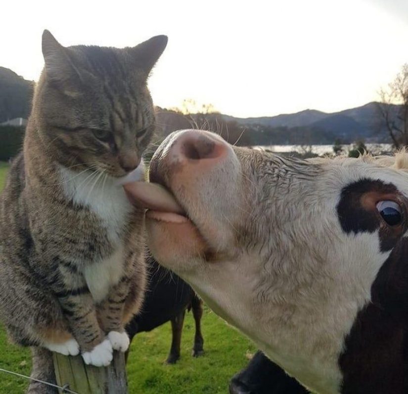 10 fotos que demuestran que vivir con gatos es una aventura llena de amor y diversión