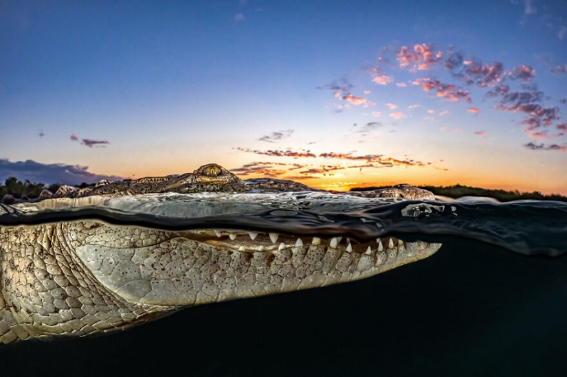 10 increíbles imágenes submarinas de los finalistas de los Ocean Photography Awards 2021