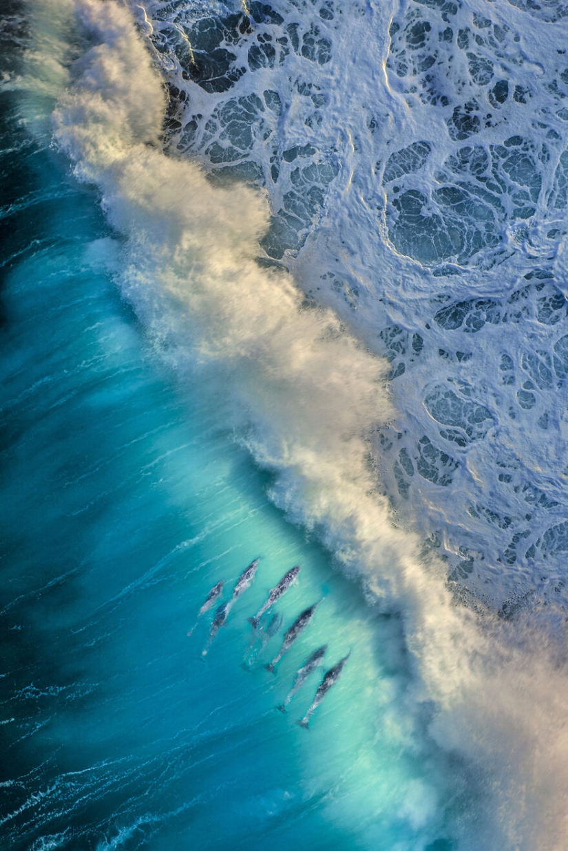 10 increíbles imágenes submarinas de los finalistas de los Ocean Photography Awards 2021