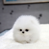 10 most expensive dogs in the world that are incredibly adorable