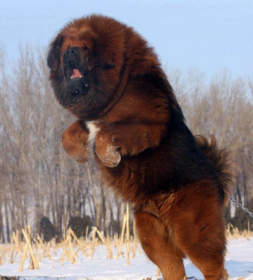 10 most expensive dogs in the world that are incredibly adorable