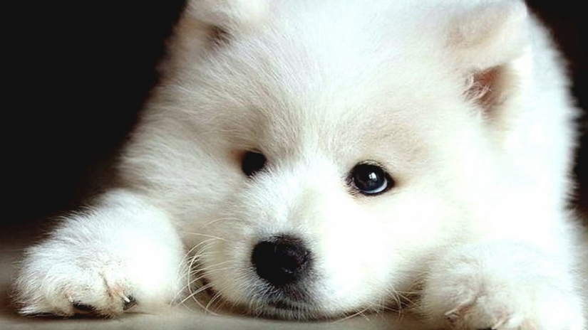 10 most expensive dogs in the world that are incredibly adorable