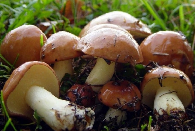 10 most popular mushrooms in Russia