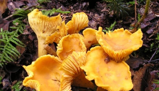 10 most popular mushrooms in Russia