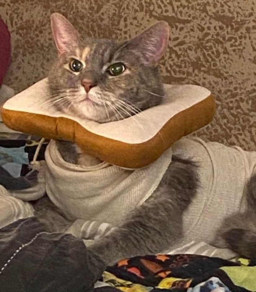 10 photos proving that living with cats is an adventure full of love and fun