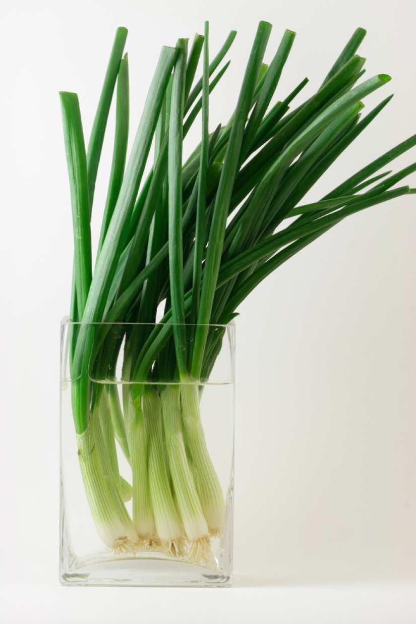10 plantas que puedes cultivar en un vaso de agua