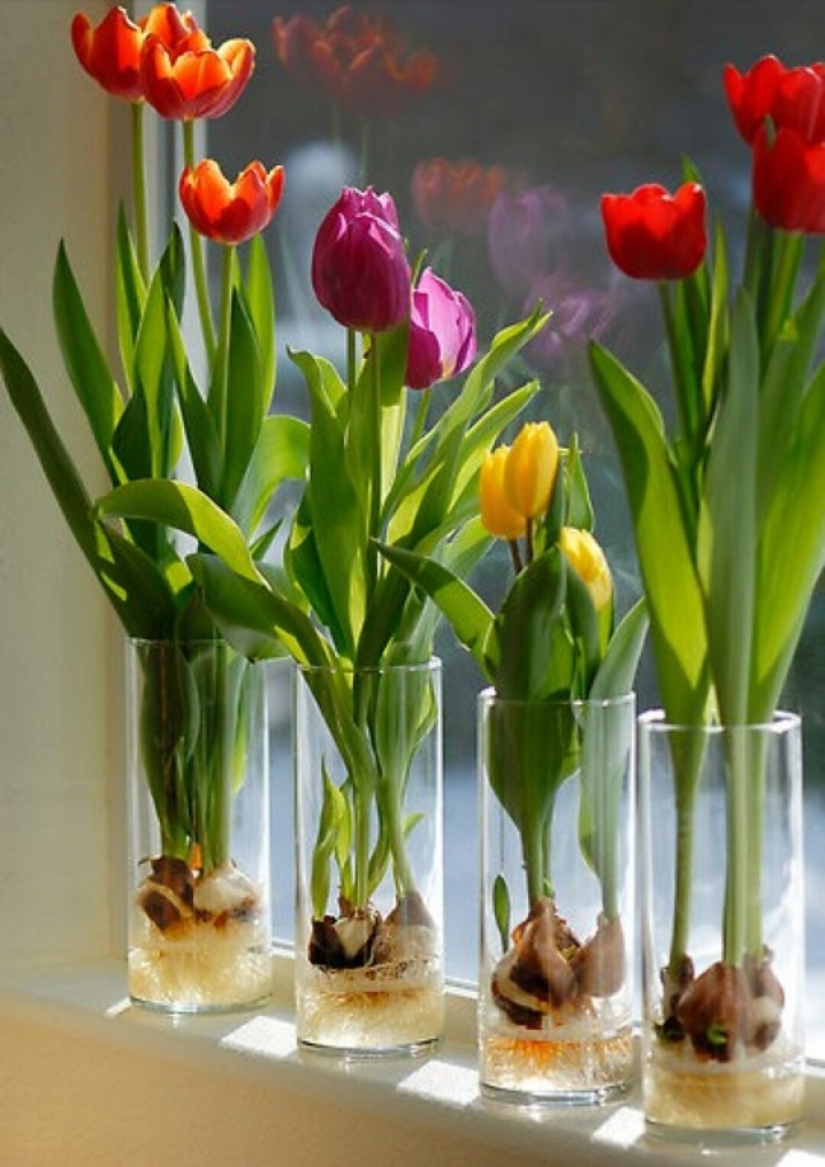 10 plantas que puedes cultivar en un vaso de agua