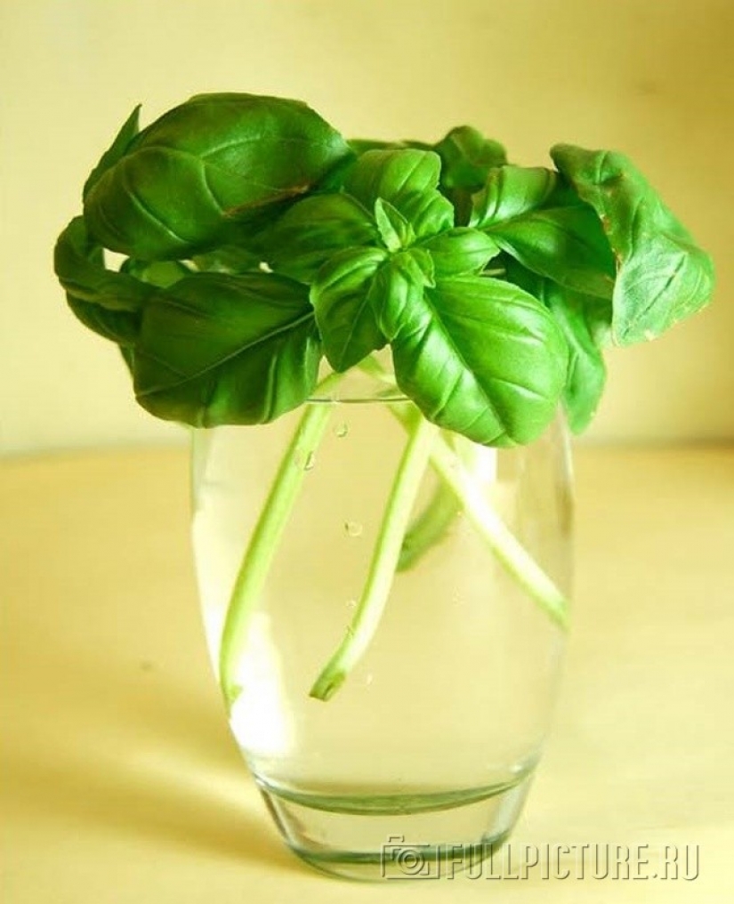 10 plants you can grow in a glass of water