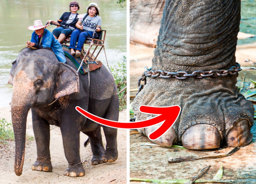 10 popular tourist attractions cruel to animals