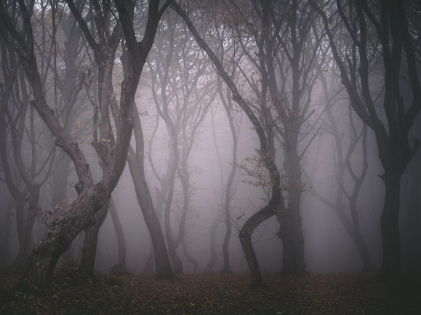 10 scariest forests around the world